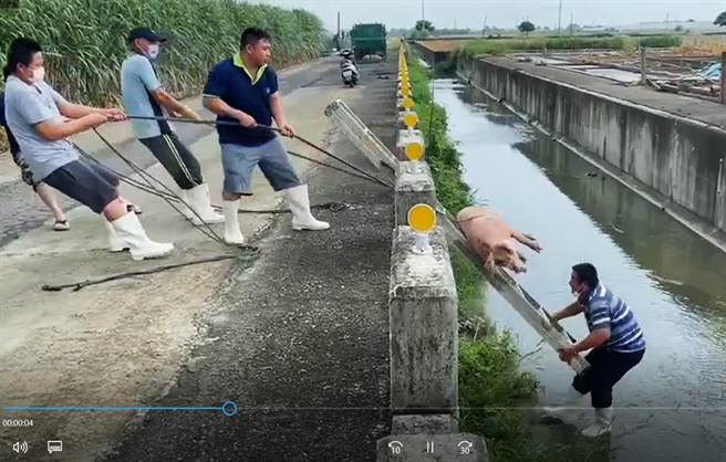 最後靠著梯子和繩索，只花了5秒鐘就把落水豬拖救上岸。（嘉義縣家畜疾病防治所提供∕呂妍庭嘉義傳真）