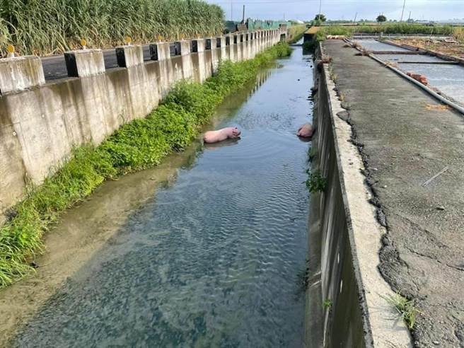 2隻百公斤重大豬疑似逃亡時衝太快，跌落大排，幸好大排水位極淺。（嘉義縣家畜疾病防治所提供∕呂妍庭嘉義傳真）