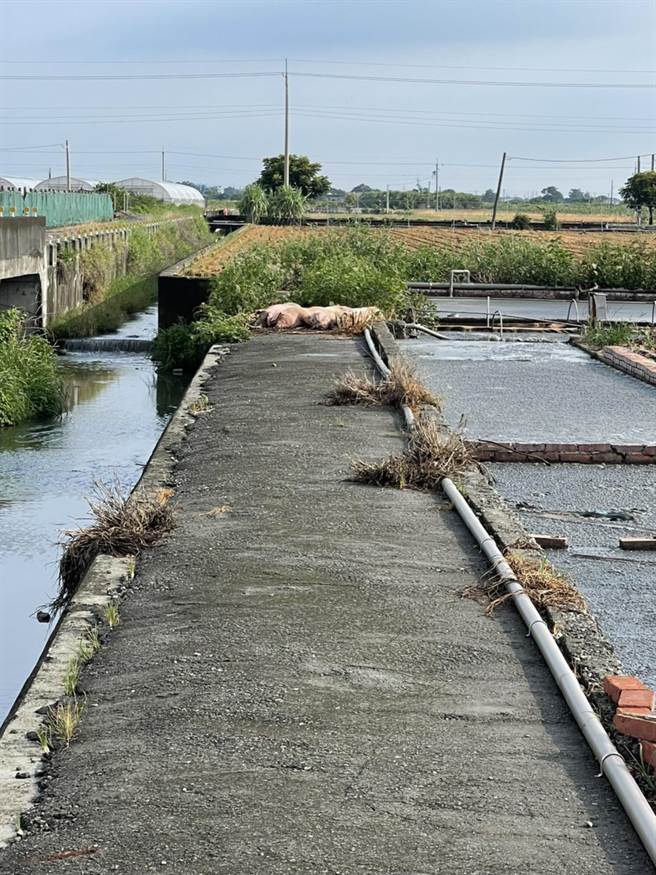 豬隻見無處可逃，除了幾隻跑得遠，躺在小路盡頭呼吸自由空氣外，多數豬隻就躺在豬舍旁的泥巴堆裡消暑氣。（嘉義縣家畜疾病防治所提供∕呂妍庭嘉義傳真）