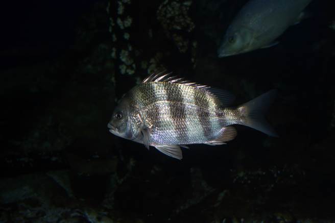 美国一名女子近日在河里看见一只嘴里长满人类牙齿的怪鱼，不断在水面附近游动。(示意图/达志影像)