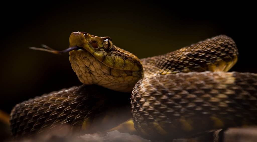 矛头蝰蛇是南美相当毒的毒蛇，其毒液却也能做为止血材料。图/shutterstock(photo:ChinaTimes)