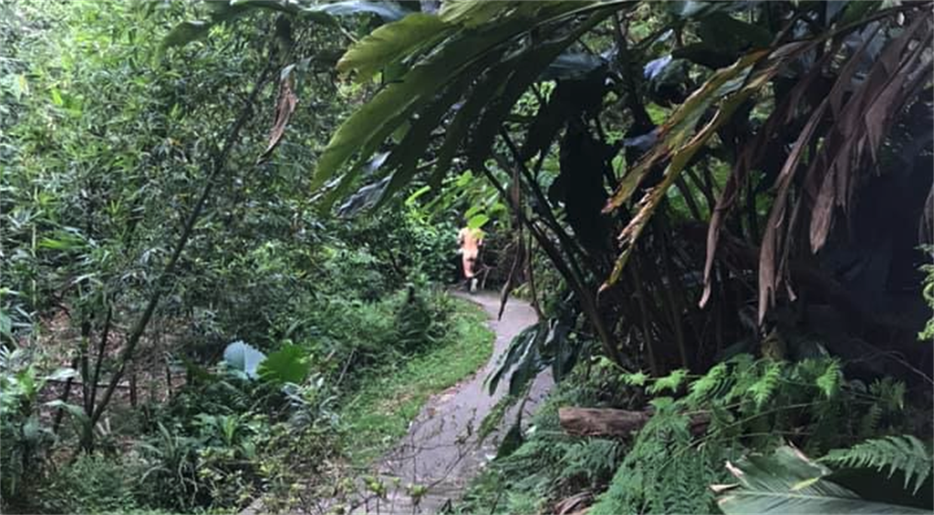 有民眾昨日在臉書社團「我是樹林人」表示，新北樹林區大同山步道出現一名全身脫光光的露鳥俠，被人發現後沿著步道狂奔。（蔡雯如翻攝）
