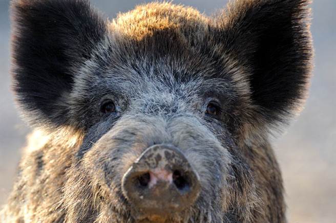 武界部落猎人沿投83线寻觅猎物，在武界坝附近发现疑似山猪开枪，却误杀背负盗採物的一名外籍移工。（示意图，非新闻画面／达志影像）