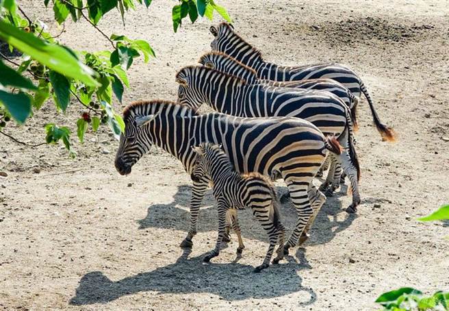 斑马阿姨们靠太近时，妈妈会有驱赶其他个体的护仔行为（图片：台北市立动物园提供 ）