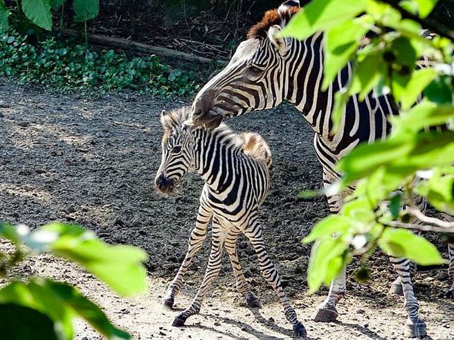 斑马妈妈「菲兰竹」于7月3日产下一名雄性斑马宝宝（图片：台北市立动物园提供 ）
