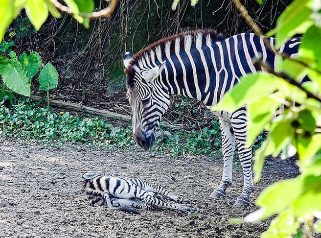 斑马宝宝说躺就躺、说睡就睡，常常躺在泥地上享受日光浴！ （图片：台北市立动物园提供 ）