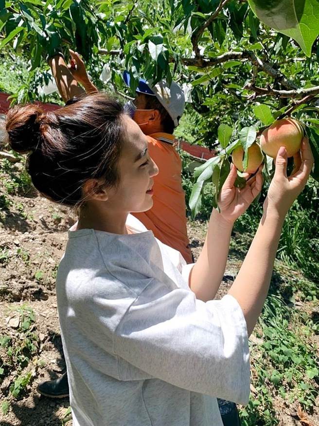 梨山剛好是水蜜桃盛產期間，參山處邀請遊客慢慢找回旅遊的樂趣。（參山處提供）