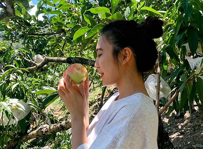 交通部觀光局參山國家風景區管理處27日放寬所轄風景區容流量，並邀請遊客上梨山吃水蜜桃。（參山處提供／黃國峰台中傳真）