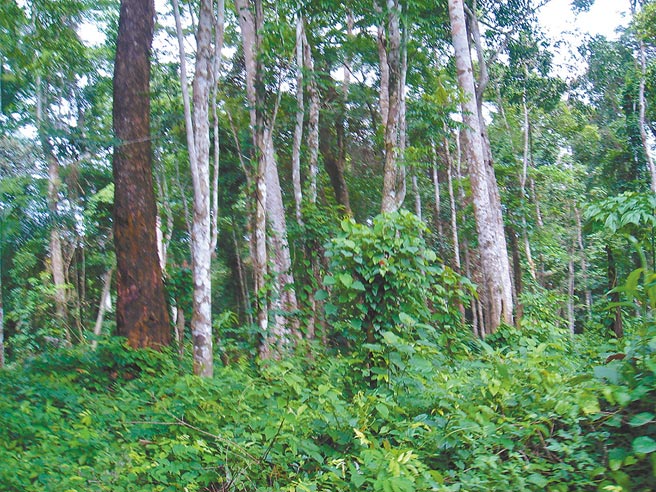 巨大的橡膠園中仍保留許多珍貴原始林木。