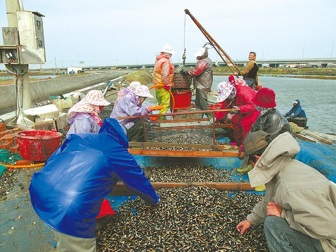 迎接疫情降級餐飲業內用需求，雲林縣沿海漁民搶收水產。（張朝欣攝）