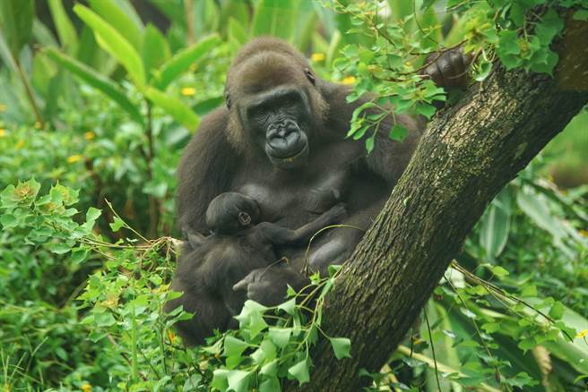 母金刚猩猩「Iriki」今年5月28日诞下宝宝，命名为「Ringo 」。（北市立动物园提供／游念育台北传真）