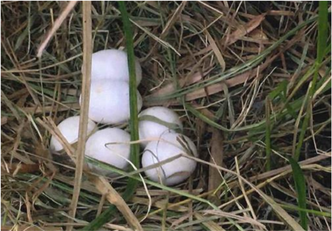 高雄園區有草鴞築巢紀錄。（翻攝自南部科學園區橋頭園區開發計畫環境影響評估報告書簡報／林良齊台北傳真）