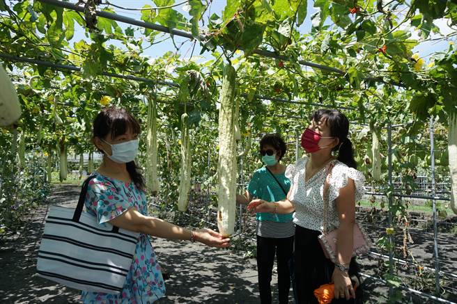 中社花市花果棚架區各種絲瓜與匏瓜結實纍纍。（王文吉攝）