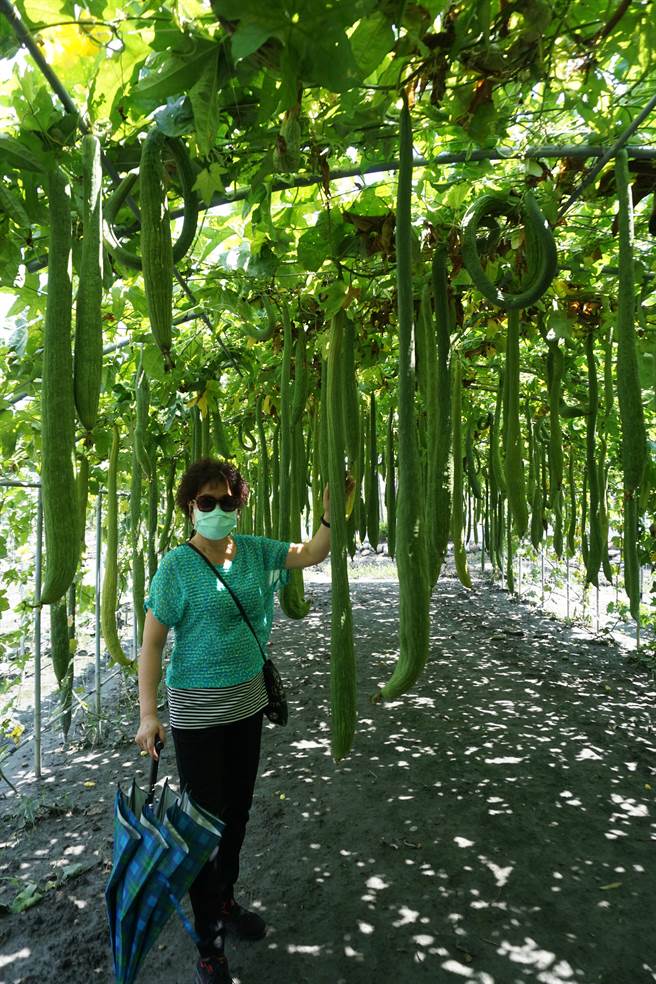 花果棚架區的特長絲瓜，最長可長至2公尺。（王文吉攝）