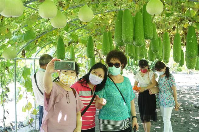 中社花市花果棚架區各種絲瓜與匏瓜結實纍纍，吸引遊客拍照。（王文吉攝）