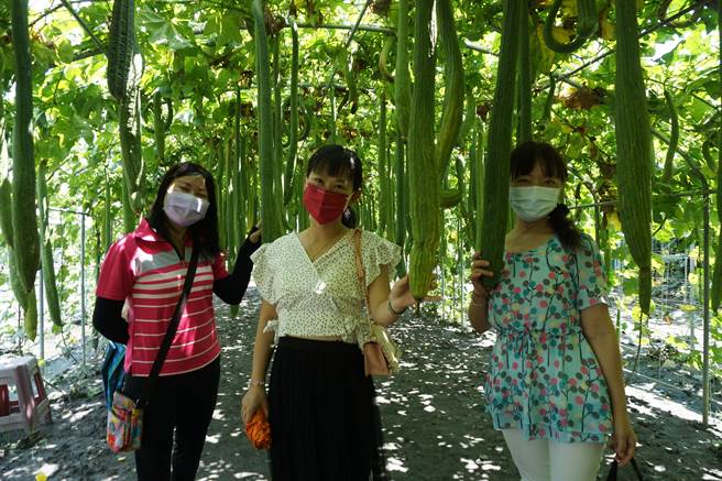 中社花市花果棚架區各種絲瓜與匏瓜結實纍纍，吸引遊客拍照。（王文吉攝）