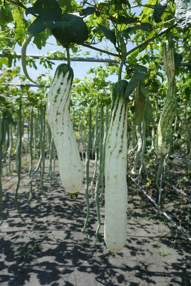 翠白絲瓜外皮光滑，宛如削了皮。（王文吉攝）
