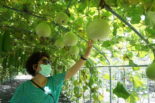 圓滾滾的梨仔匏。（王文吉攝）