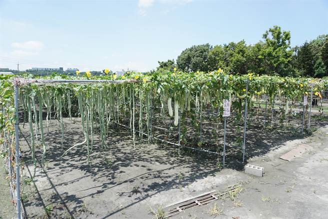 花果棚架區各種絲瓜與匏瓜結實纍纍。（王文吉攝）
