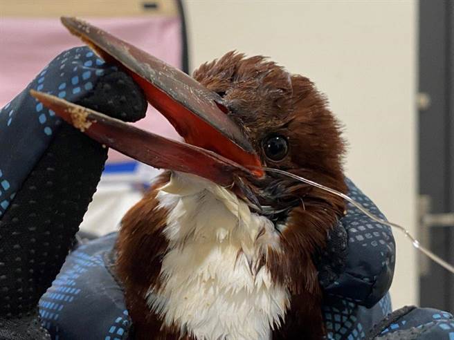 蒼翡翠誤食魚鉤，由野生動物保育協會麻醉搶救中。（ 金管處提供）