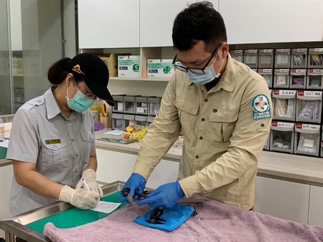 保育人員進行傷鳥形質測量及記錄情形。（金管處提供）