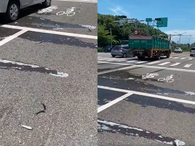 1名网友日前在马上看见几10只活鱼正躺在路上跳动着，研判是载鱼的货车因急煞导致甩出活鱼。（翻摄自脸书「路上观察学院」）