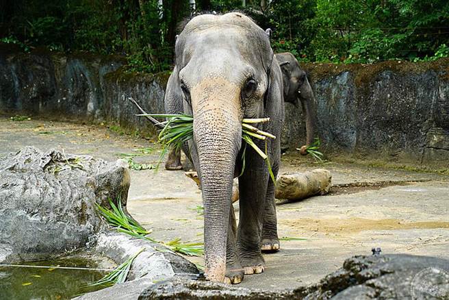 封园77天的动物园终于要在8月1日(日)重新和大家见面了! （图片：台北市动物园提供）
