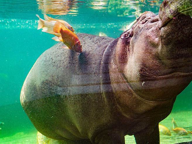 （图片：台北市动物园提供）