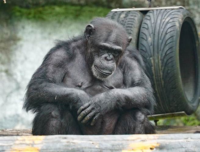 经过动物活动场时，请务必轻声细语，才不会惊扰了动物们的日常作息呦！ （图片：台北市动物园提供）