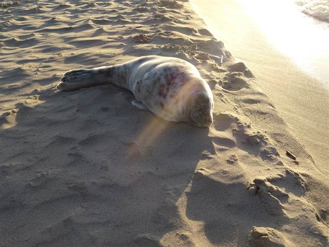 灰海豹妈妈的脖子被缠住，导致牠无力照顾孩子，宝宝也因此丧命。(示意图/达志影像)