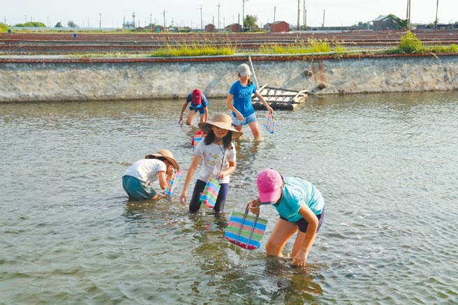 云林县口湖乡成龙溼地推出生态半日游，赏鸟、摸文蛤纾缓压力。（观树教育基金会提供／张朝欣云林传真）