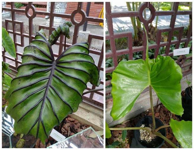 園藝界最夯的雨林植物亮相 士林官邸雨林植物展開鑼。（圖片：台北市公園處提供）