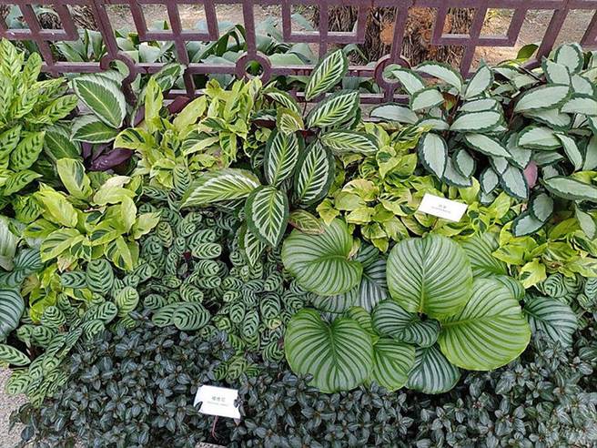 竹芋類植物身著美麗的羽毛花紋般的外衣（圖片：台北市公園處提供）