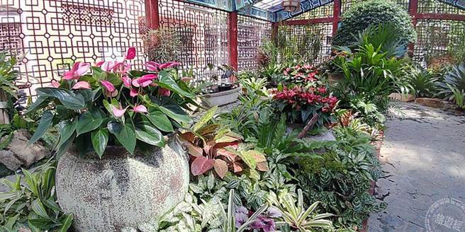 雨林中的珠寶_火鶴花與各色觀葉植物（圖片：台北市公園處提供）