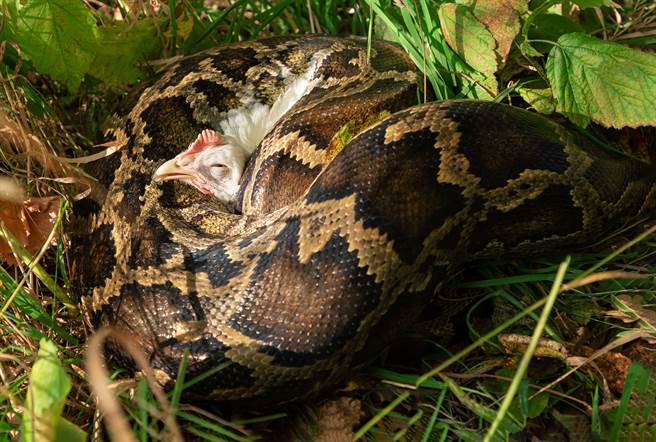 巨蟒闯进鸡舍里觅食，吃到8只昂贵的斗鸡，让养鸡场老板欲哭不泪。(示意图/达志影像)
