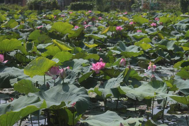 桃园观音树林里自主防洪社区将休耕农地转为莲花滞洪池，6月更为当地带来莲花满地开的胜景。（萧灵玺摄）