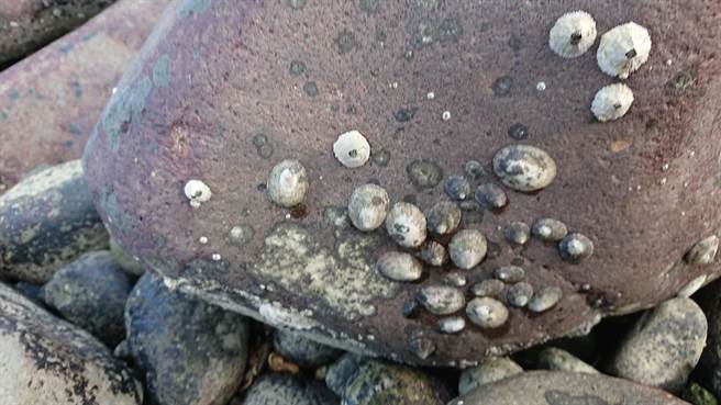 笠螺生长在海边礁岩上。（新北市渔业处提供）