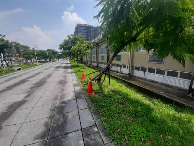 台南市工務局指出，今年6、7月通報倒樹就有80多件。（工務局提供／曹婷婷台南傳真）
