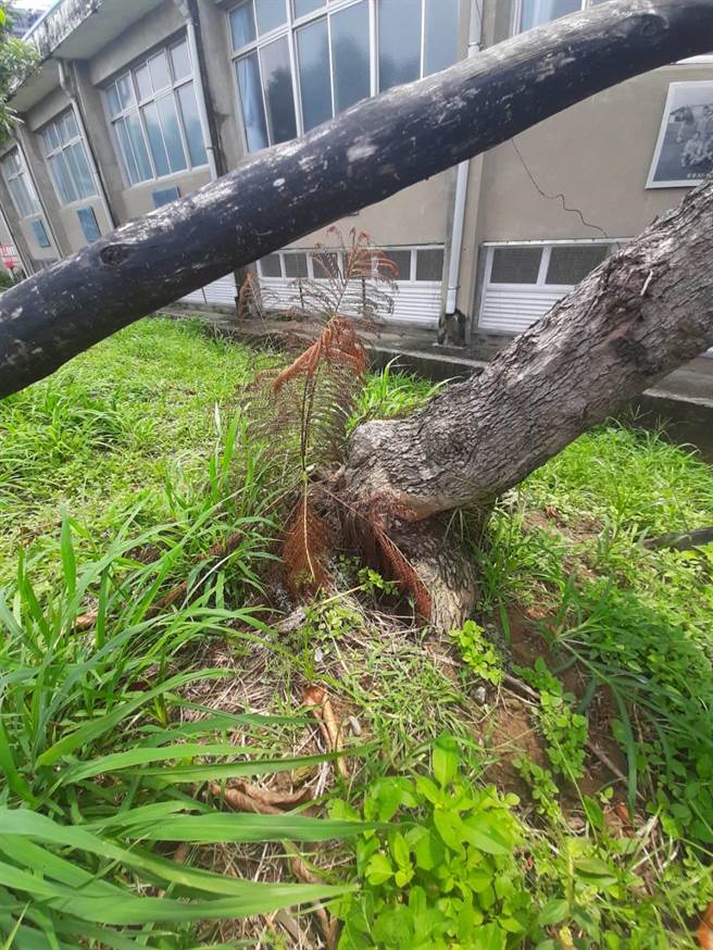 台南市工務局指出，今年6、7月通報倒樹就有80多件。（工務局提供／曹婷婷台南傳真）