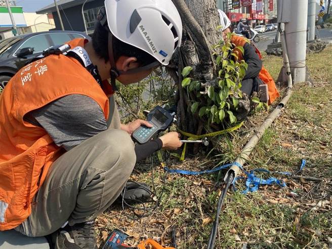 工務局近年執行「一剪二檢」護樹。（工務局提供／曹婷婷台南傳真）