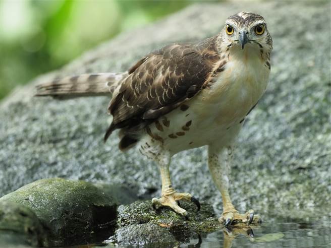 网友买午餐时遇到一只凤头苍鹰，担心牠可能受伤了，便将其模样po上网询问该如何是好，没想到牠的吃相意外引发讨论。(示意图/达志影像)