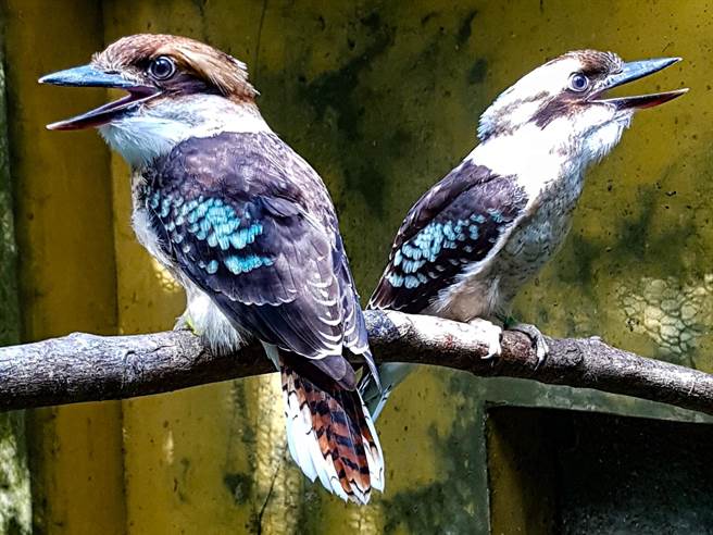 鸟宝宝们也和保育员建立起信任关系，偶尔练飞累了，还得劳动保育员帮忙把牠们由地面放回栖架。（台北市立动物园提供）