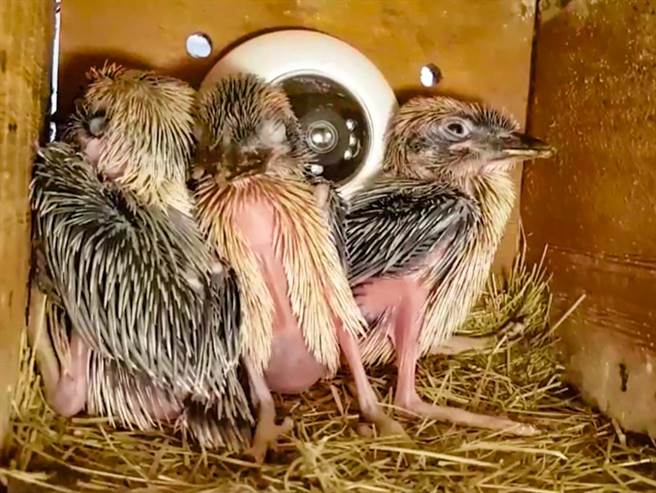 大家对于笑翠鸟宝宝的印象，或许还停留在牠们全身光溜溜的粉色皮肤上，零星长出几根黑毛。（台北市立动物园提供）