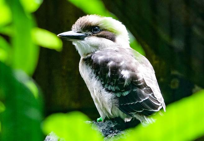 才间隔1个月的时间，三只笑翠鸟宝宝的外形就有了莫大的转变（绿色脚环的大哥）。（台北市立动物园提供）