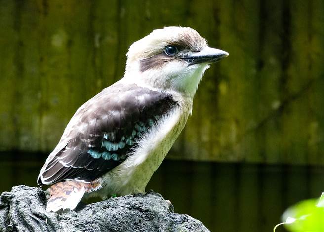 笑翠鸟宝宝虽然外在「转大人」了，但行为举止都还是小萌孩。（台北市立动物园提供）