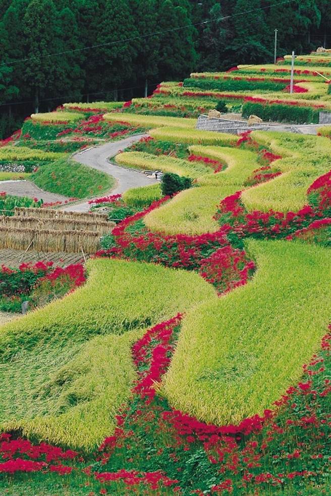 （图／元气佐贺 提供）