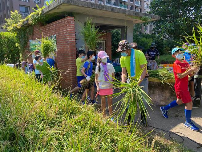 淡水区新市国小校内有600平方公尺稻田，开放学生学习「食农课程」（农会提供／戴上容新北传真）