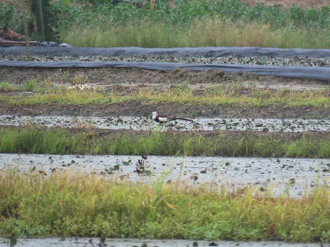 一年一度的台南夏季水雉鸟数量调查30日揭晓，共记录到1307只，比去年多了166只。（水雉生态教育园区提供／刘秀芬台南传真）