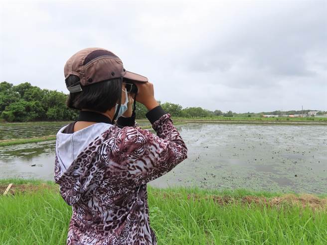 一年一度的台南夏季水雉鸟数量调查30日揭晓，共记录到1307只，比去年多了166只。（水雉生态教育园区提供／刘秀芬台南传真）