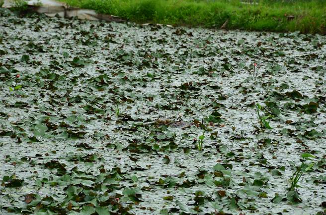 一年一度的台南夏季水雉鸟数量调查30日揭晓，共记录到1307只，比去年多了166只。（水雉生态教育园区提供／刘秀芬台南传真）